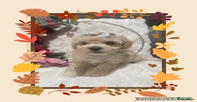 Poochon dogs - Advert 3