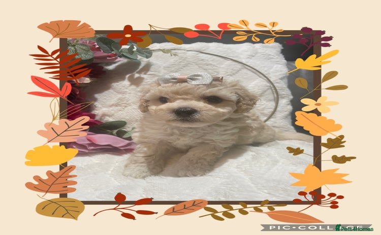 Poochon dogs - Advert 2