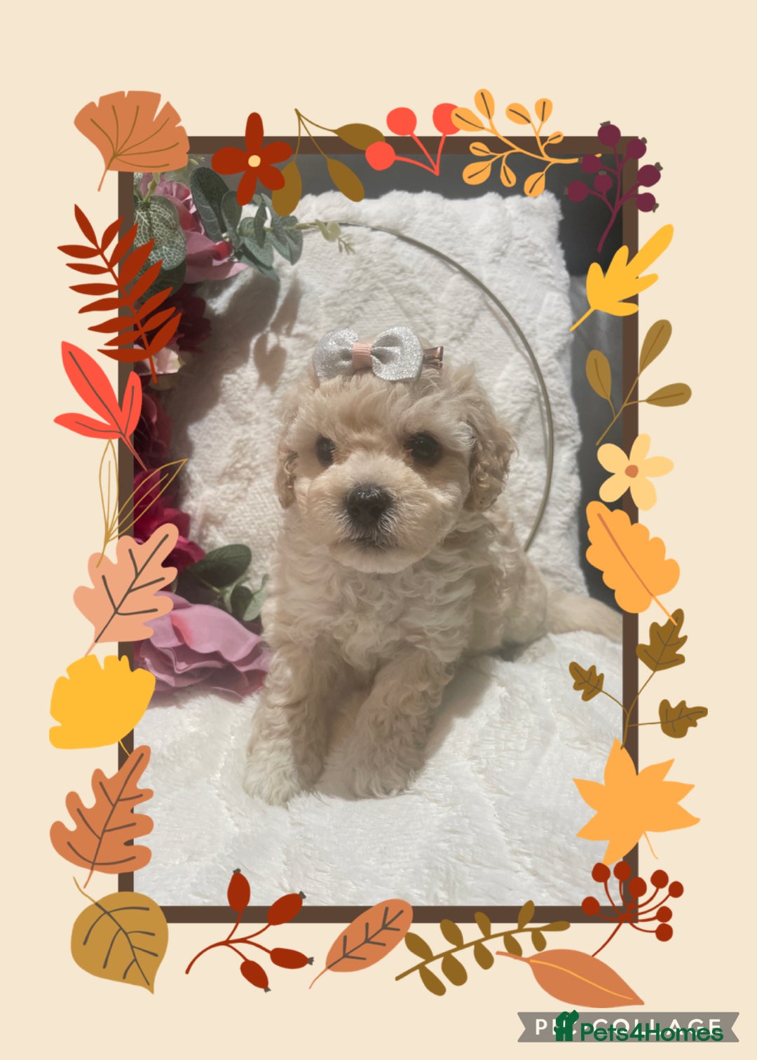 Poochon dogs for sale: Stunning litter - Image 7