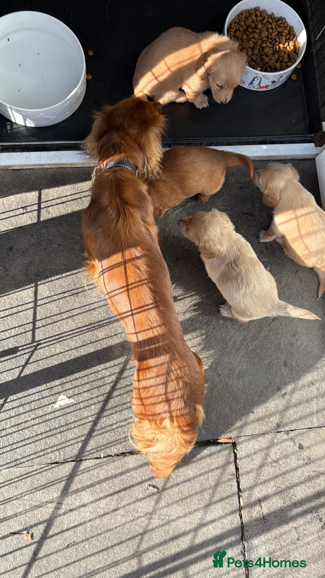 Miniature Dachshund dogs for sale: ♥️FEMALE LONG COAT DACSHOUNDS♥️ - Image 8