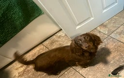 Miniature Dachshund dogs for sale: Long-haired miniature Dachshund choc/tan female  - Image 7