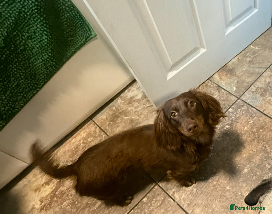Miniature Dachshund dogs for sale: Long-haired miniature Dachshund choc/tan female  - Image 7