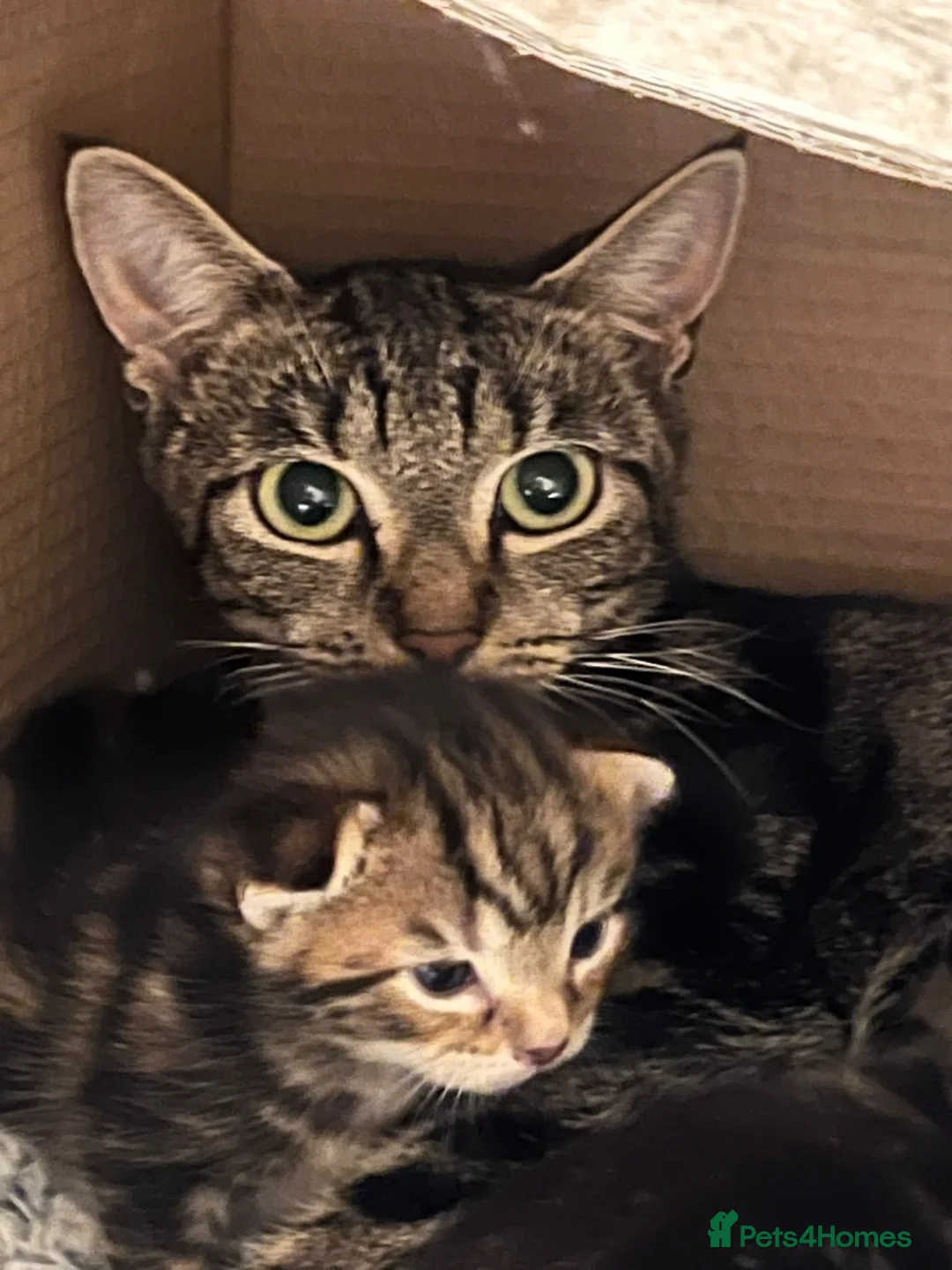 Mixed Breed cats for adoption: Red tabby rescue kitten, Jessie needs a home - Advert 5