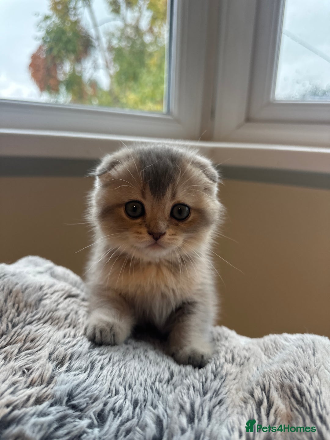 Scottish Fold cats for sale: Scottish Fold Boy - Image 4