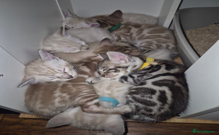 Bengal cats - Advert 1