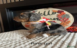 Cocker Spaniel dogs for sale: Cocker spaniel merle puppies - Image 2