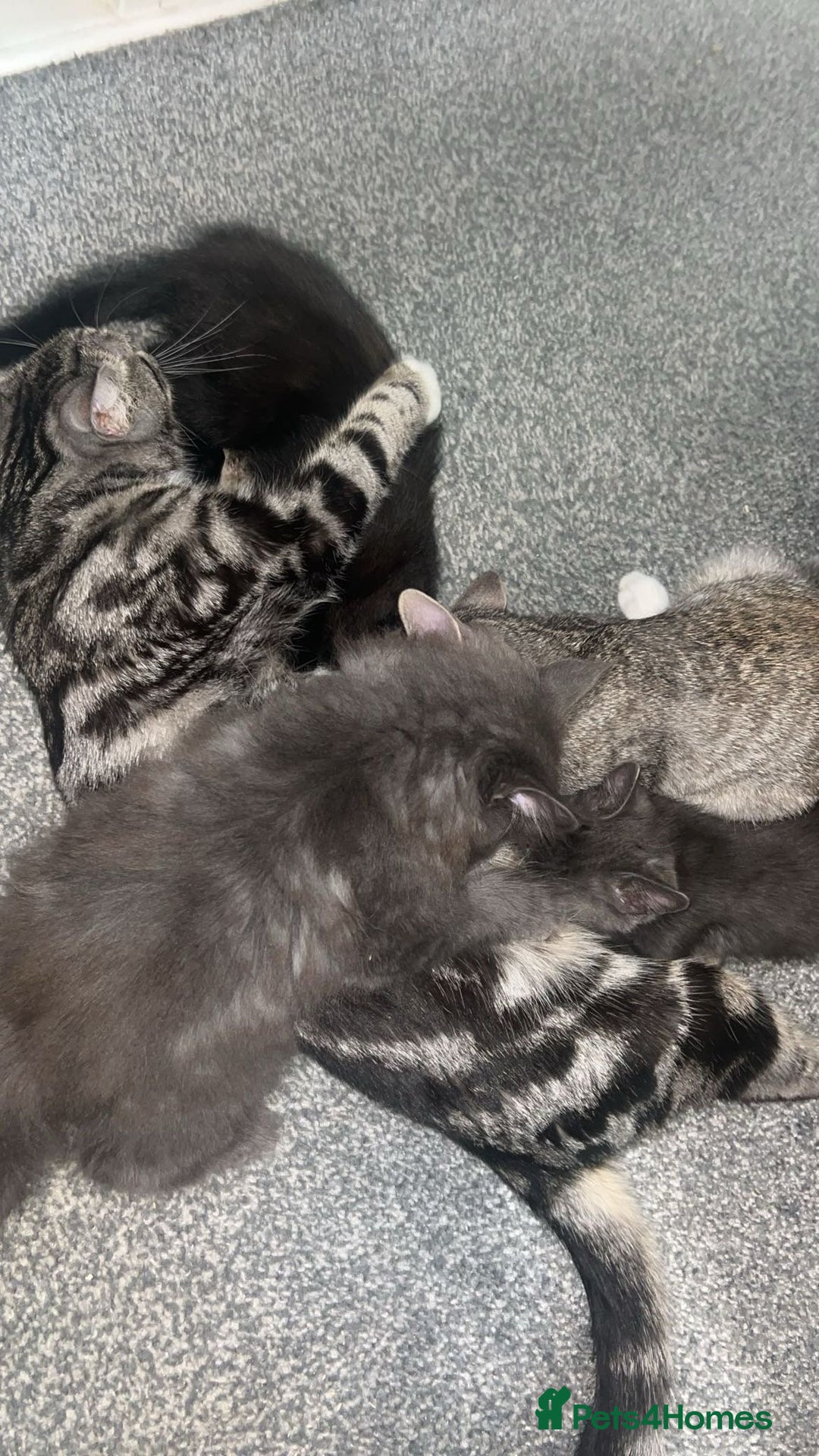 British Shorthair cats for sale: British shorthair x Bengal kittens - Image 14
