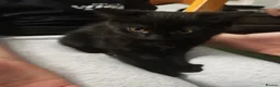 Domestic Shorthair cats for sale: Little tuxedo kittens🐈‍⬛🤍 - Advert 5