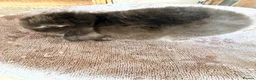 Lionhead rabbits for sale: Holland Lops looking for their forever homes - Advert 4