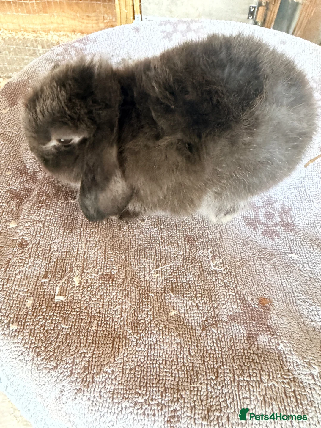 Lionhead rabbits for sale: Holland Lops looking for their forever homes - Advert 4