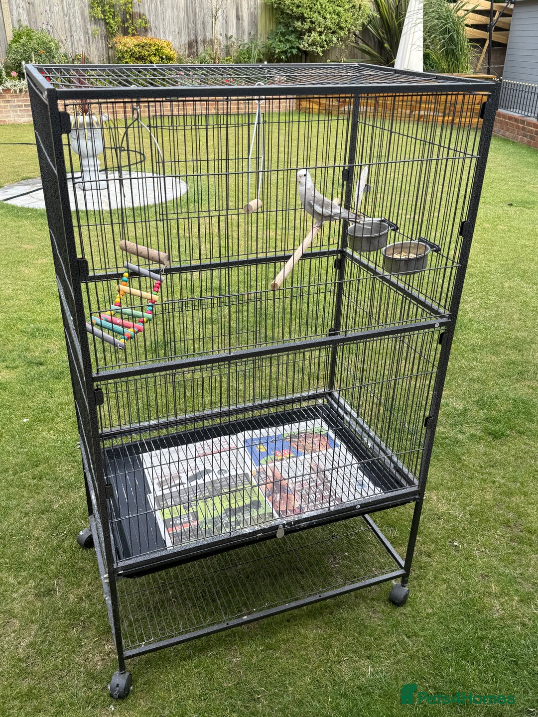 Cockatiels birds for sale: Baby cockatiel  - Image 6