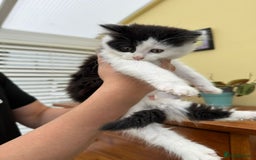 Maine Coon cats for sale: Maine coon xxx - Image 12