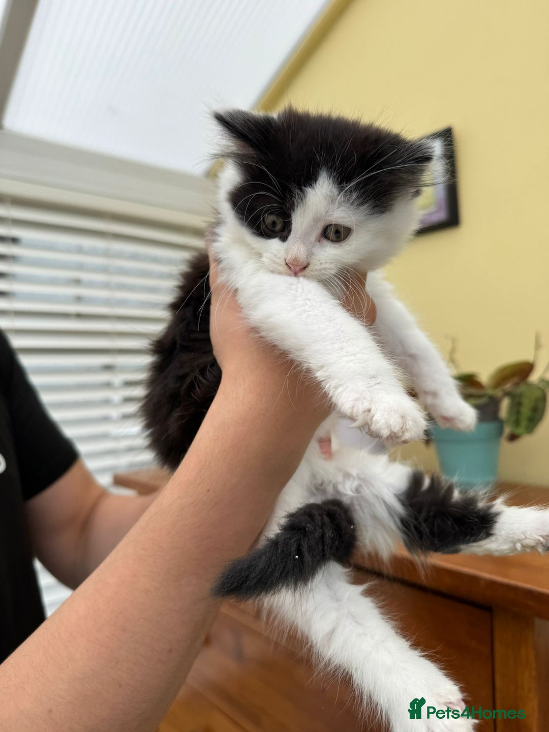 Maine Coon cats for sale: Maine coon xxx - Image 12