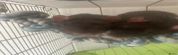 Rat rodents for sale: Two male fancy rats  in Ilford - Advert 2