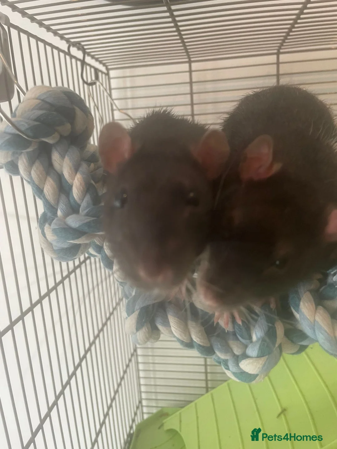 Rat rodents for sale: Two male fancy rats  in Ilford - Advert 2