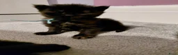 Maine Coon cats for sale: Beautiful 1st litter of maine coon kittens - Advert 5