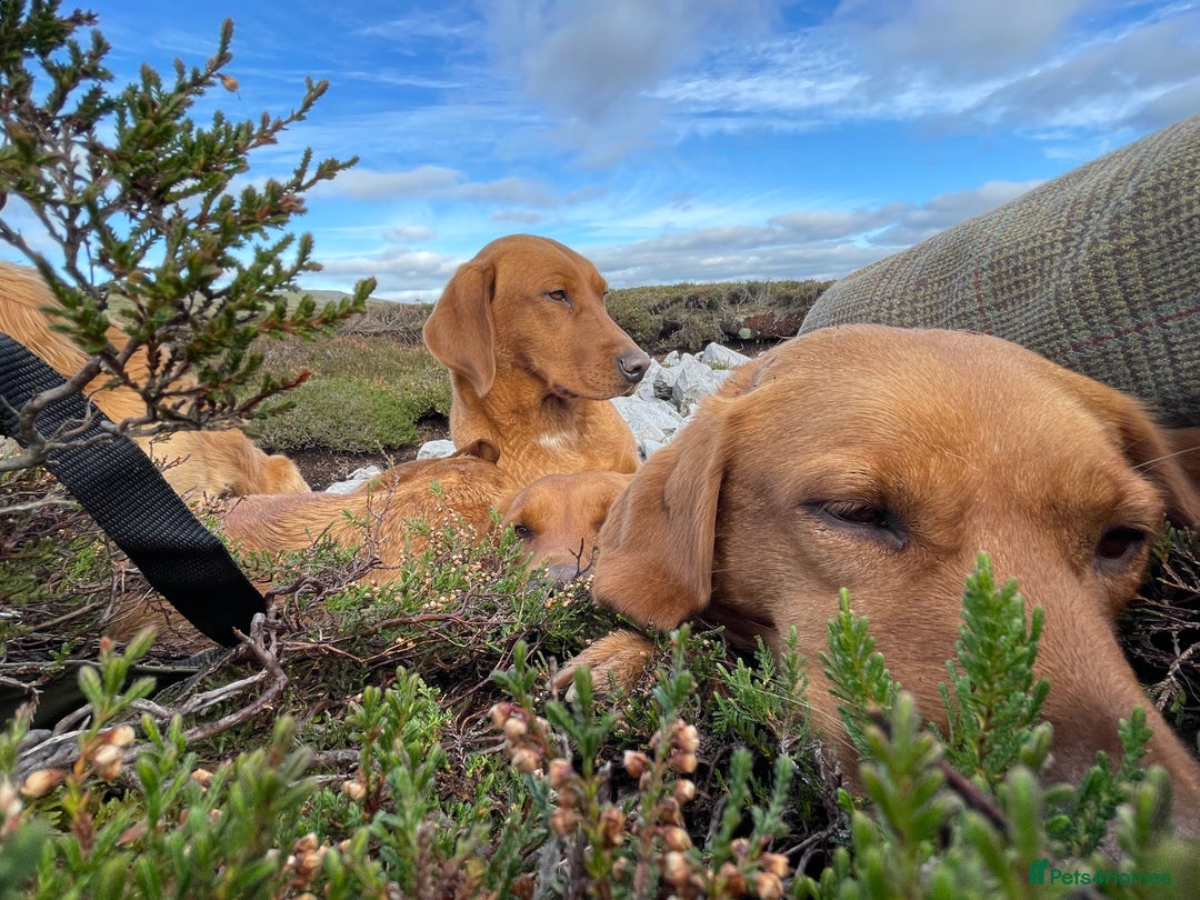 Labrador Retriever dogs for sale: Kc Labrador pups  - Advert 9