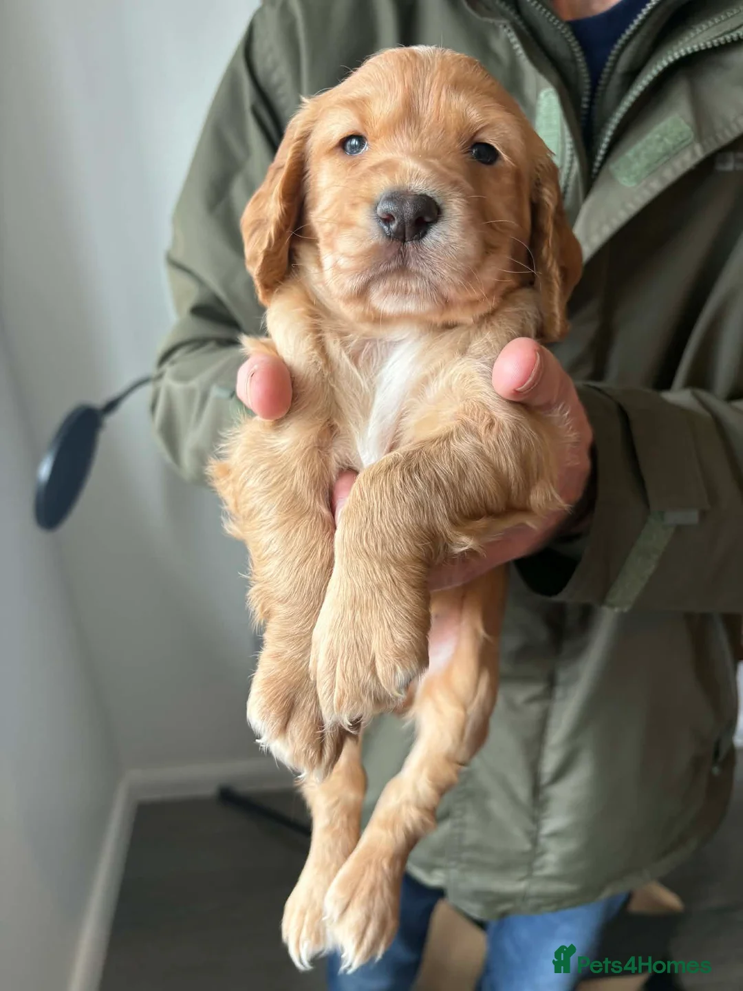 Cocker Spaniel dogs for sale: Stunning working Cocker Spaniel puppies for sale  - Advert 1