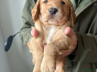 Cocker Spaniel dogs Stunning working Cocker Spaniel puppies for sale - Advert 1