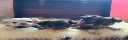 Chihuahua dogs for sale: 5* Licensed RKC Stunning Long Coat Chihuahuas - Advert 26