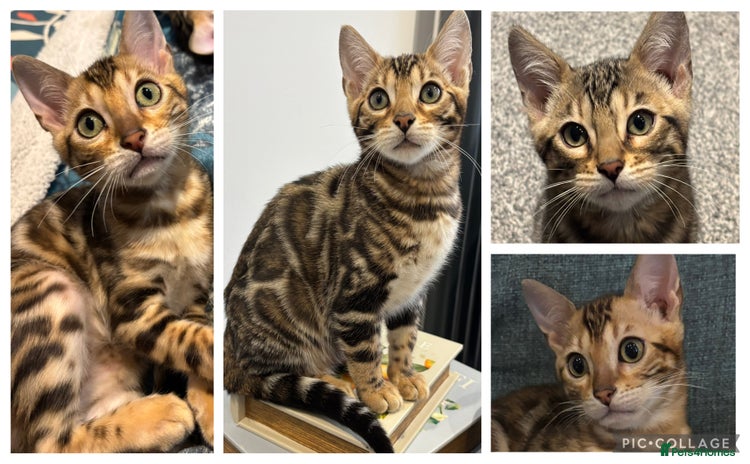 Bengal cats READY NOW beautiful Bengal Girl kittens TICA reg - Advert 2