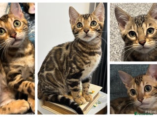 Bengal cats READY NOW beautiful Bengal Girl kittens TICA reg - Advert 9
