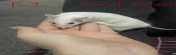 Mouse rodents for sale: Multimammates  - Advert 4