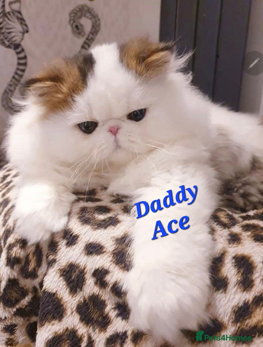 Persian cats 🎀GCCF Persian Kitten ONE GIRL LEFT To VEIW - Advert 4