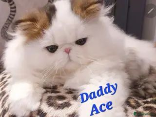 Persian cats 🎀GCCF Persian Kitten ONE GIRL LEFT To VEIW - Advert 4