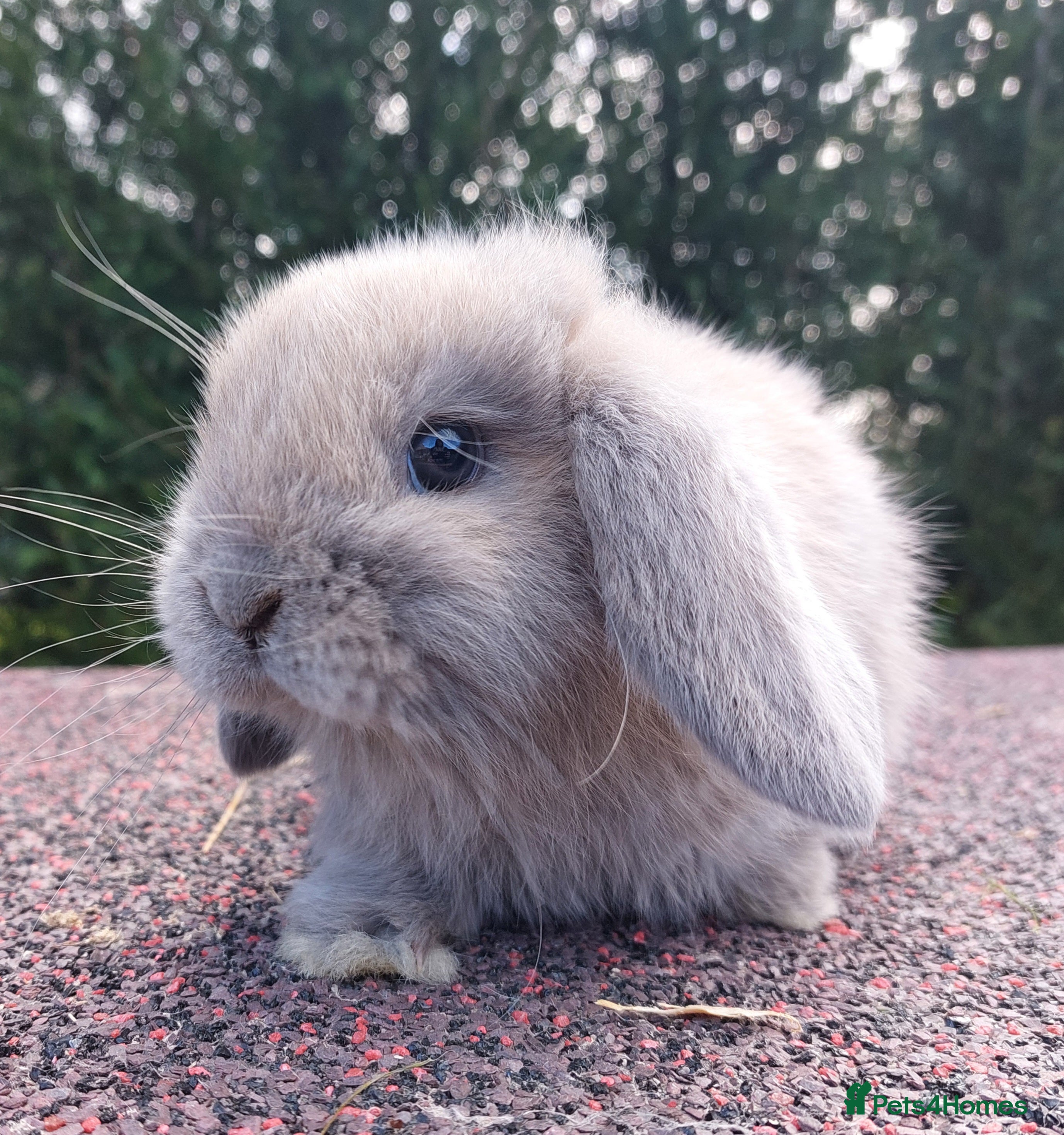Mini Lop rabbits ☆ Mini Lop Babies ☆ in Darlington - Advert 2