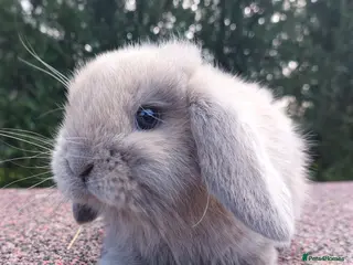 Mini Lop rabbits ☆ Mini Lop Babies ☆ in Darlington - Advert 2