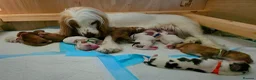 Cocker Spaniel dogs for sale: KC Registered Show cocker spaniel  - Advert 5