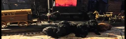 Cockapoo dogs for sale: Cockapoo pups - Advert 7