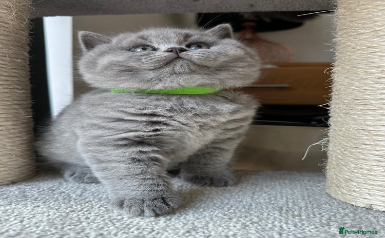 British Shorthair cats - Advert 10