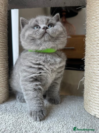 British Shorthair cats - Advert 10