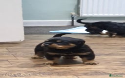 Rottweiler dogs for sale: Fabulous German bloodline pups - Image 12