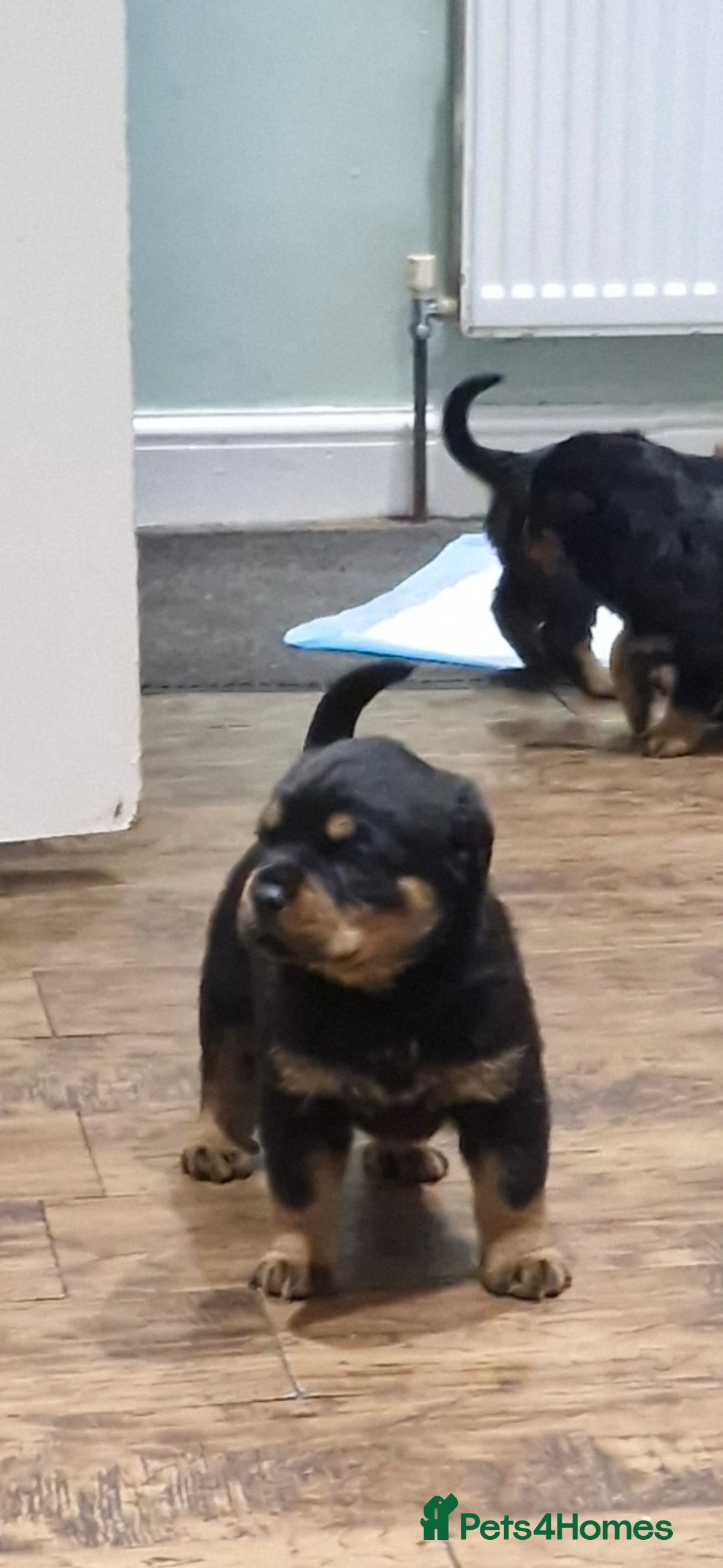 Rottweiler dogs for sale: Fabulous German bloodline pups - Image 12