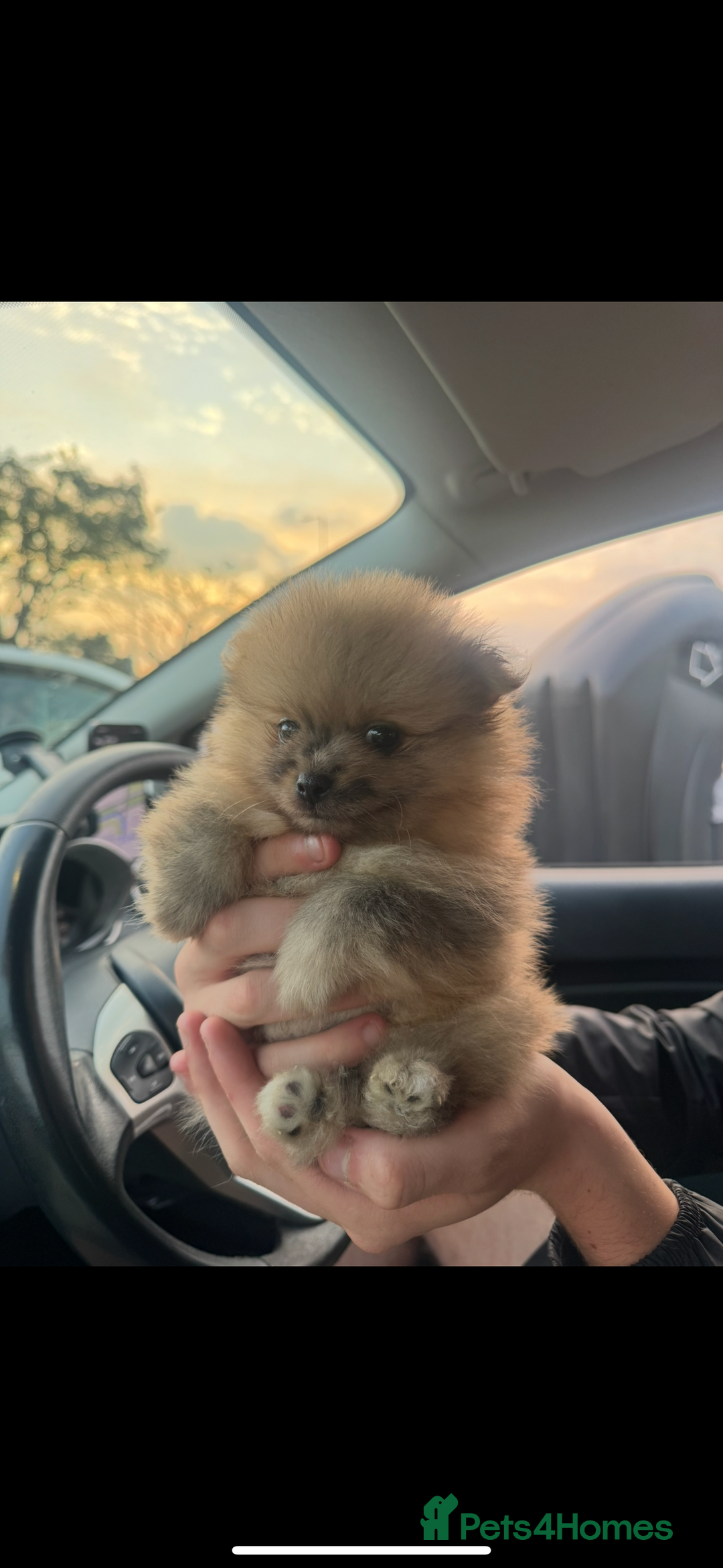 Pomeranian dogs for sale: Xs Merle Pomeranian pup⭐️⭐️⭐️ - Image 3