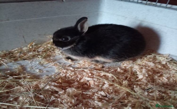 Netherland Dwarf rabbits - Advert 16