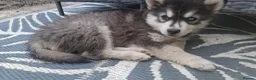 Pomsky dogs for sale: ❤️ POMSKY PUPPIES READY NOW ❤️ in Port Talbot - Advert 23