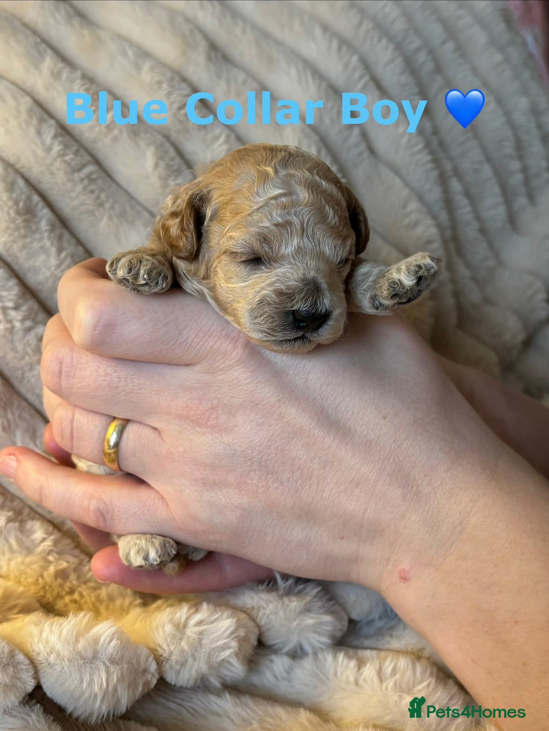 Maltipoo dogs for sale: 🌟Stunning Litter of Teddy🧸DNA tested Maltipoos  - Advert 16