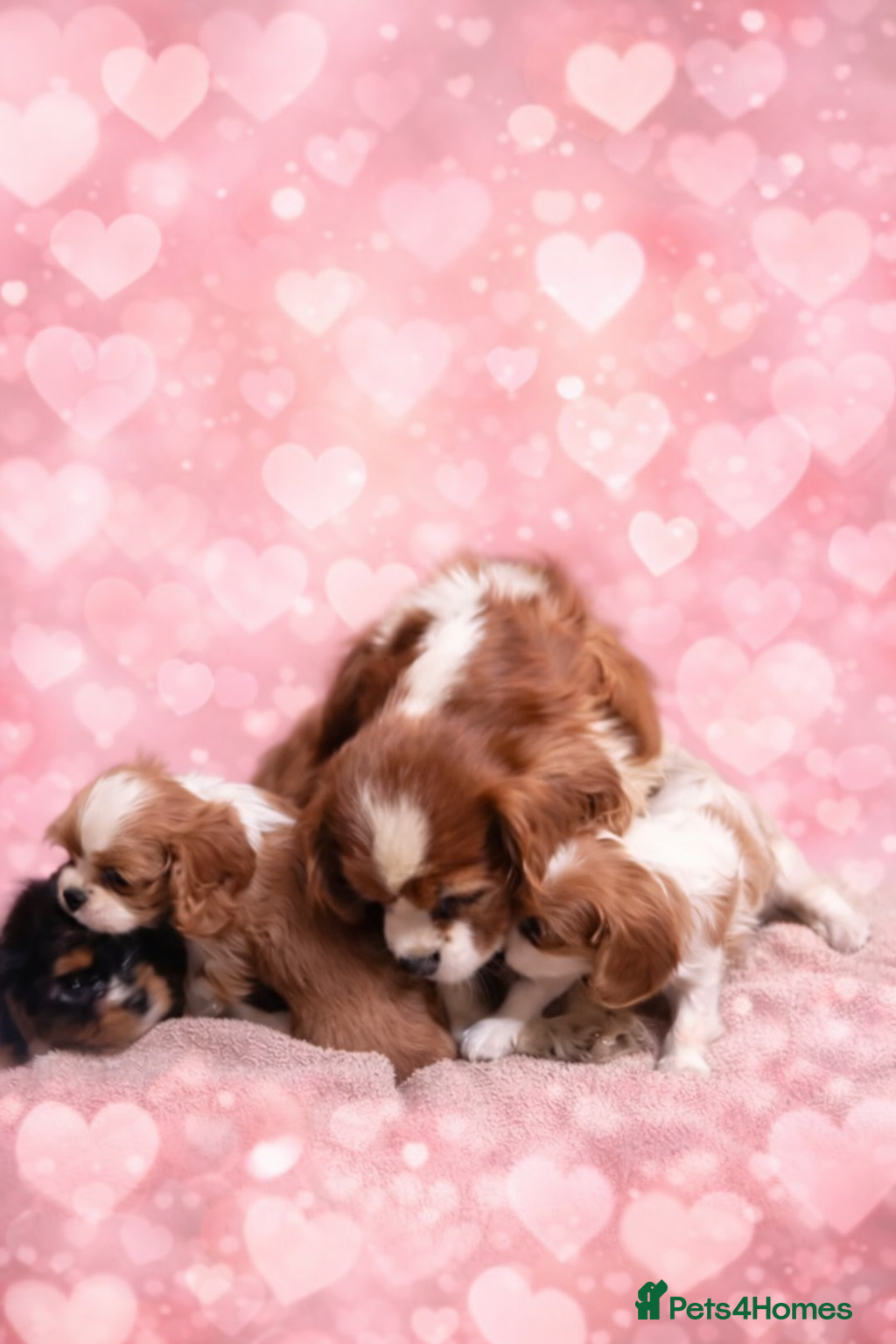 Cavalier King Charles Spaniel dogs Beautiful Cavalier Puppies available 😍  - Advert 2
