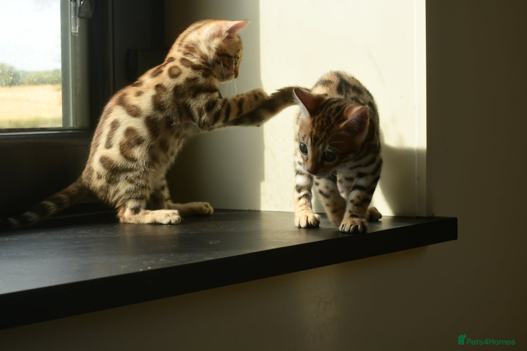 Bengal cats for sale: Show quality Bengal kittens available  - Image 21