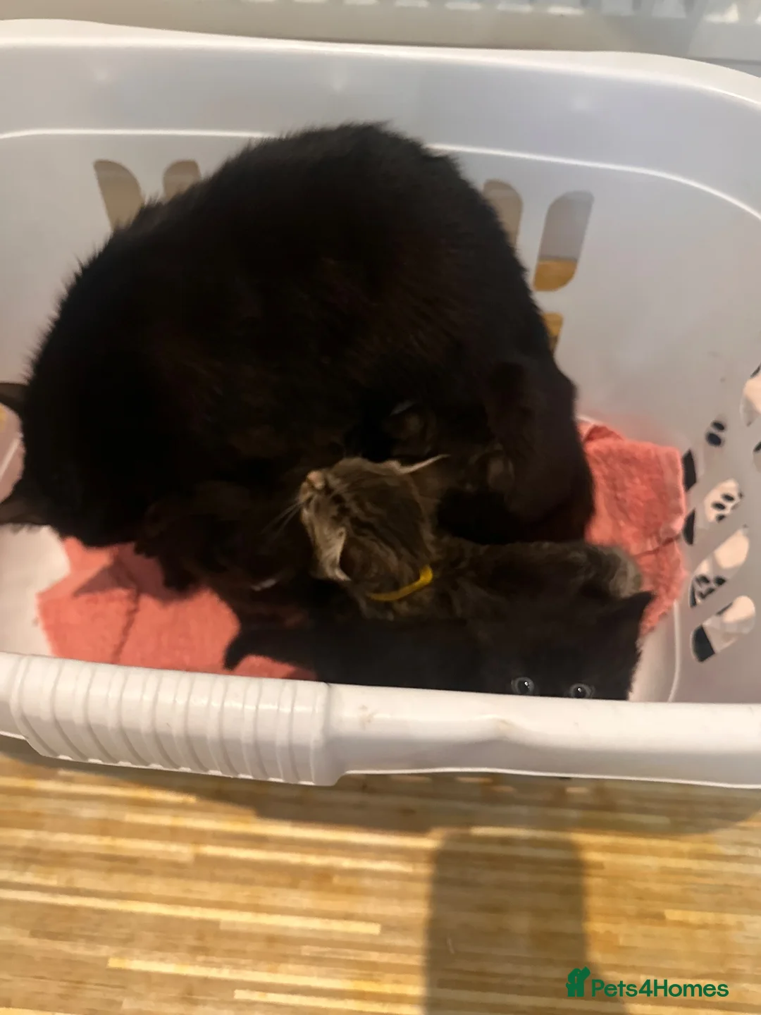 Mixed Breed cats for sale: 5 kittens looking for forever homes  - Advert 1