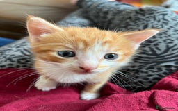 Mixed Breed cats for sale: Ragdoll cross kittens - Image 4