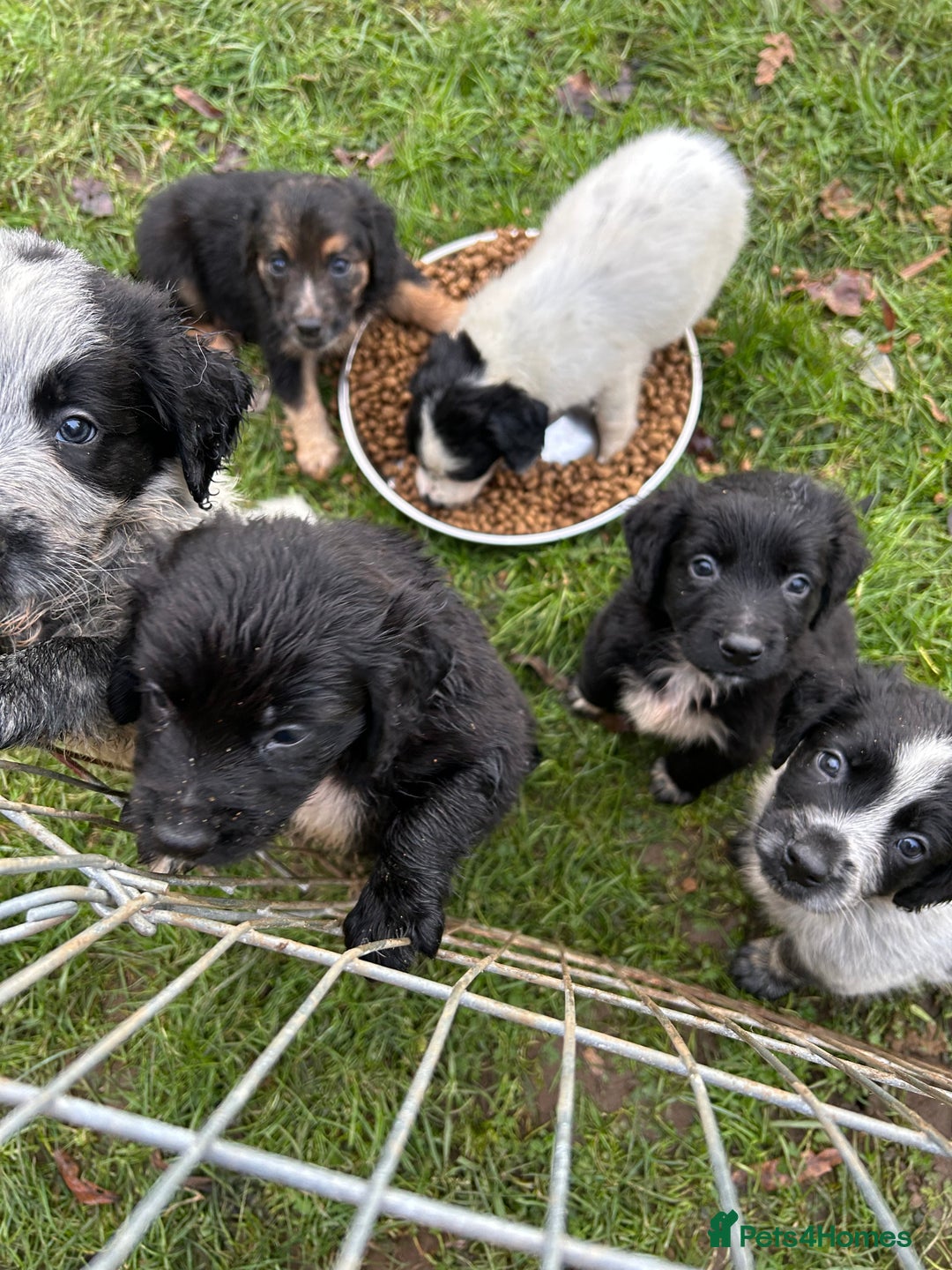 Mixed Breed dogs for sale: GORGEOUS COCKER SPANIEL/BORDER COLLIE PUPS - Advert 9