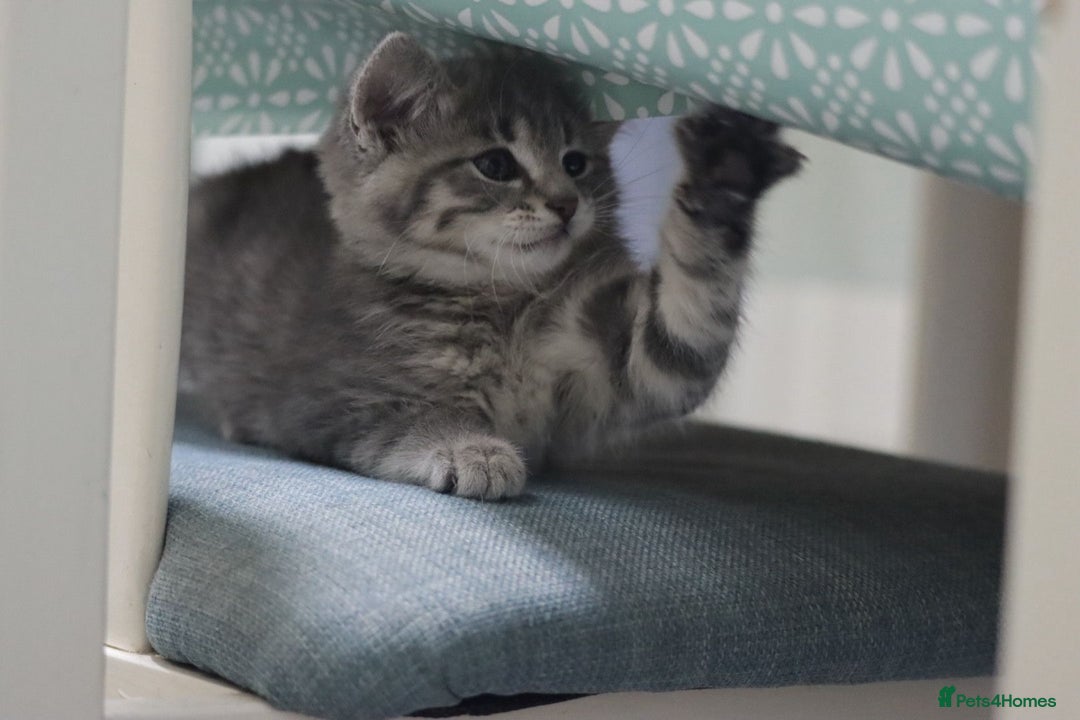 British Shorthair cats for sale: British Shorthair x - Image 11