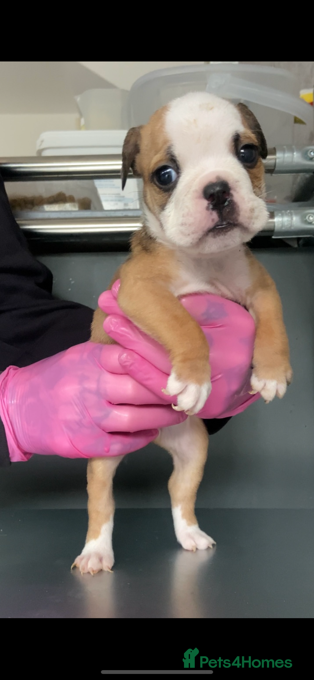 English Bulldog dogs for sale: KC registered English Bulldog Puppies  - Image 15