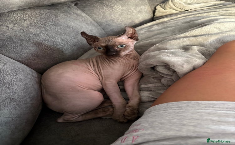 Sphynx cats - Advert 2