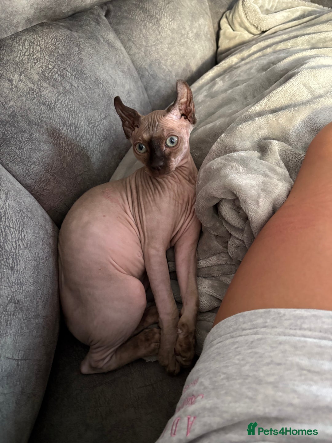 Sphynx cats for sale: Sad Sale - Image 1